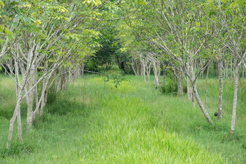 Rubber plantations covered with grass