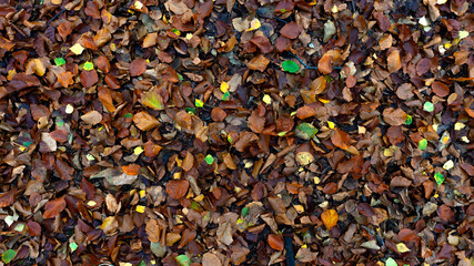 Autumn yellow foliage lying on the ground.