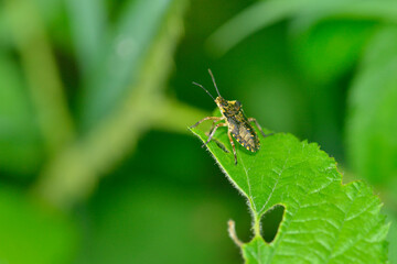 Nymphe der Rotbeinigen Baumwanze (Pentatoma rufipes)