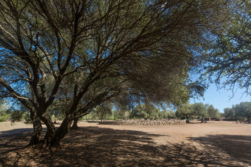 Obraz premium An old and big olive tree during a sunny day with a blue sky. 
