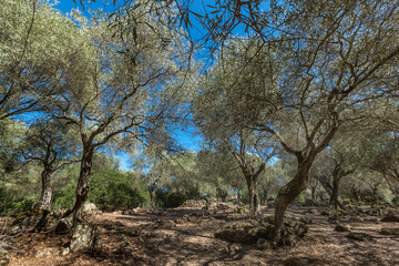 Olive grove