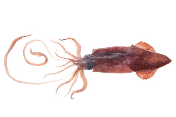 Fresh calamari meal. Raw squid seafood isolated on white background. Studio shot