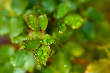 Raindrops on the leaves of a rose bush.