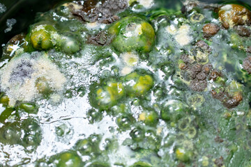 Green mold background. Mold on water background, fungus, bacteria , Mold growth on surface. polluted water. bubble the fungus.