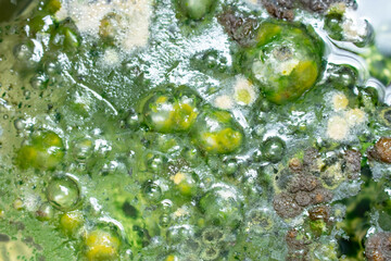 Green mold background. Mold on water background, fungus, bacteria , Mold growth on surface. polluted water. bubble the fungus.