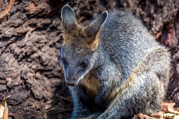 Little kangaroo - also called wallaby - in the wilderness of Victoria Australia during a sunny and hot day in summer.