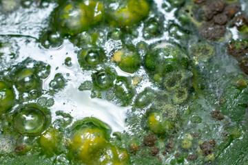 Green mold background. Mold on water background, fungus, bacteria , Mold growth on surface. polluted water. bubble the fungus.