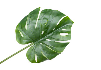 Green Monstera leaf isolated on white background, plastic leaf as decoration