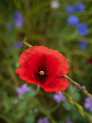 Closeup view of a red poppy, Papaver pseudoorientale