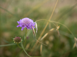 Macro view of a Field Scabious