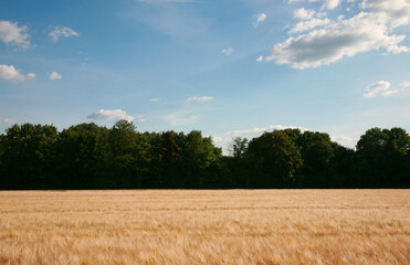 Wheat field in summer. Blue sky with withe cloud and the green trees on background.