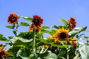 Looking up at large red and orange sunflowers blooming in the garden in vibrant color against a background of clear blue sky.