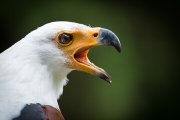 African Fish Eagle ( Haliaeetus vocifer )	