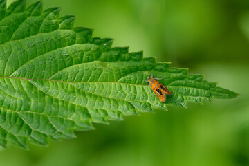 Prachtwickler (Olethreutes arcuella)