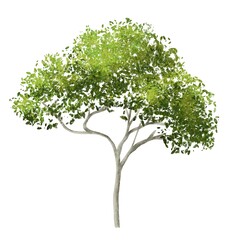 Obraz premium green tree isolated on white background for landscape and architecture element
