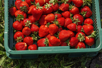 Background from freshly harvested strawberries in plastic box. Wooden clean box with bright, red juicy strawberries. Fresh ripe juice strawberries in box over nature background. Top view