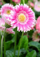 Pink gerbera flower among the flowers in the greenhouse, macro photo, vertical format.