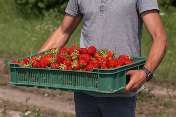 Background from freshly harvested strawberries in plastic box on hands of farmer. Wooden clean box with bright, red juicy strawberries. Fresh ripe juice strawberries in box over nature background.
