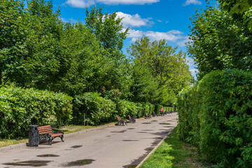 Alley in the park with benches on a sunny summer day.