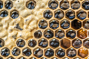 Glossy yellow golden honey comb sweet honeycomb drips flow during harvest background honeybee theme