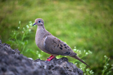 The Mourning Dove’s (Zenaida macroura) call is a distinctive, plaintive cooOOoo-woo-woo-woooo, uttered by males to attract females, and may be mistaken for the call of an owl at first.