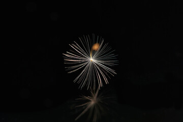 Fototapeta premium Dandelion seed on a black background