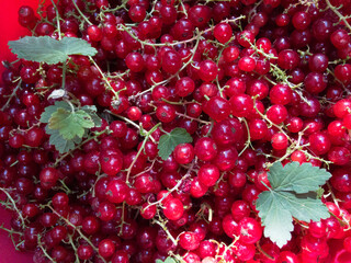 Red background of juicy red currant berries. Berries of fresh red currant with green leaves.