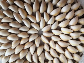 shells in circle