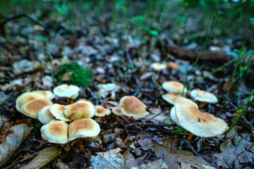 Gymnopus confluens among linden leafs in autumn