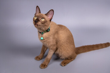 Portrait of the Siamese cat are sitting on grey background. - 363283808
