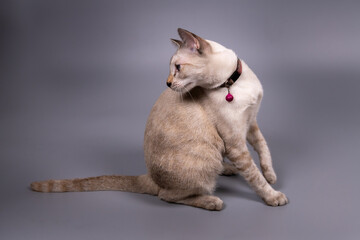 Portrait of the Siamese cat are sitting on grey background. - 363283848