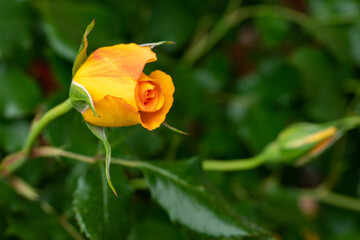 Half-open orange-yellow flower roses. The background is out of focus.