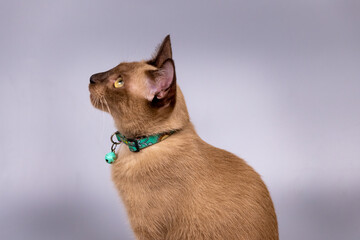 Portrait of the Siamese cat are sitting on grey background. - 363283883
