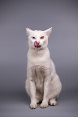Portrait of the Siamese cat are sitting on grey background. - 363284044