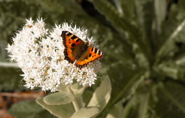 Fototapeta na wymiar Red orange butterfly on flower