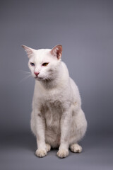Portrait of the Siamese cat are sitting on grey background. - 363284060