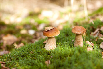beautiful white mushrooms in the forest on the lawn among the grass