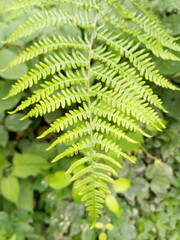 green fern leaves