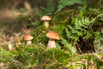 beautiful white mushrooms in the forest on the lawn among the grass