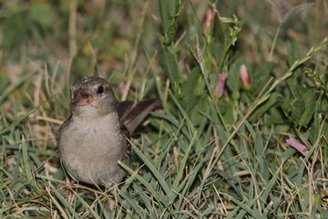 neugierug durch das gras laufender spatz