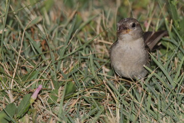 Obraz premium neugierug durch das gras laufender spatz