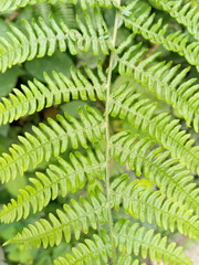 green fern leaves