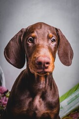 cute brown doberman puppies photoshoot
