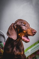 cute brown doberman puppies photoshoot