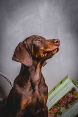 cute brown doberman puppies photoshoot