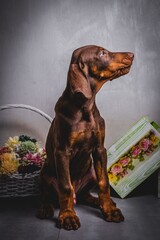 cute brown doberman puppies photoshoot