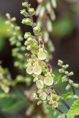 Macrophotographie de fleur sauvage - Germandrée scorodoine - Teucrium scorodonia