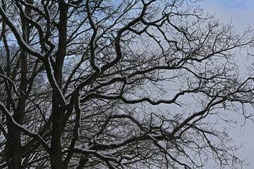 Detail of oak dark tree branches covered in snow against soft clouds.