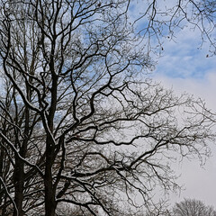 Detail of oak dark tree branches covered in snow against soft clouds.