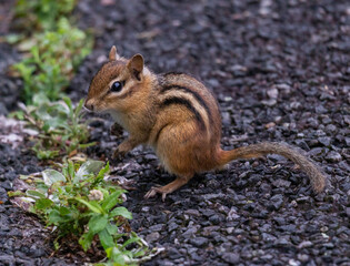 Chipmunk on pavement near generic vegetation